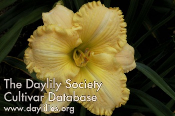 Daylily Betty Warren Woods